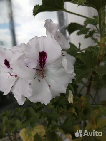 Пеларгония герань королевская