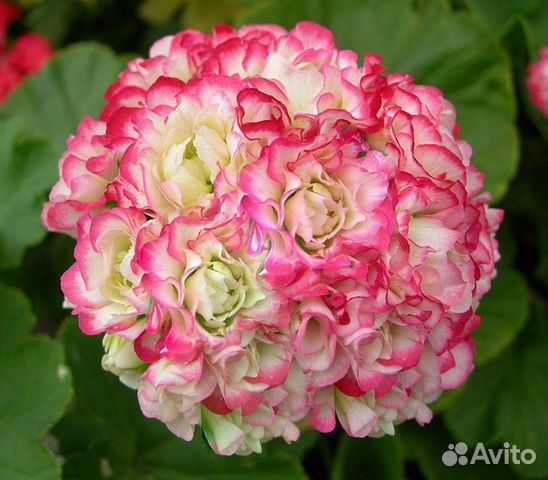 Герани махровые, пестролистные и розебудные