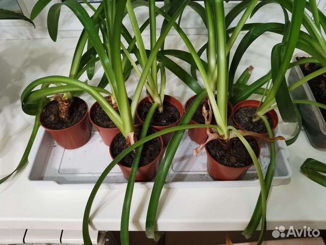 Гиппиаструм