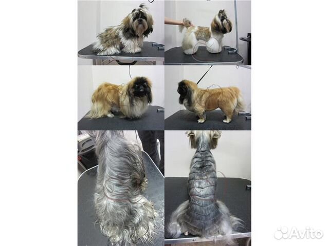 Профессиональный груминг собак и кошек разл. пород