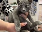 Котёночек русской голубой бесплатно объявление продам