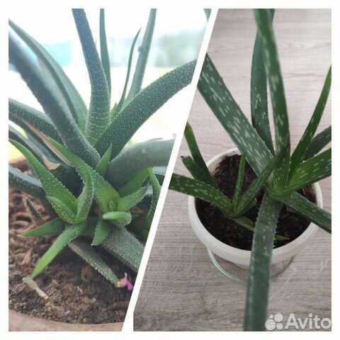 Алоэ, агава, декабрист, ростки и взрослые растения