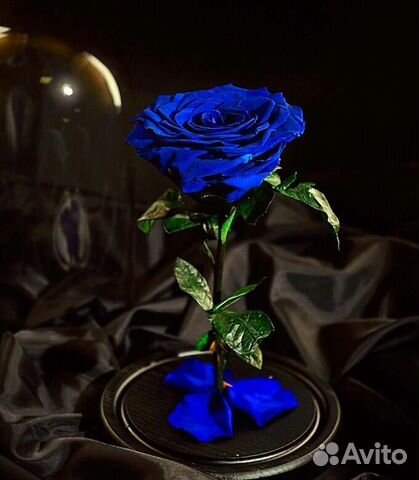 Роза в колбе