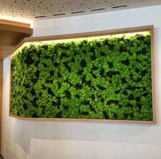 Панно из мха мох стабилизированный фитокартина фит