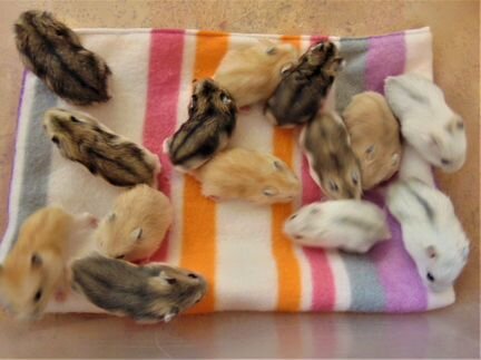 Джунгарские хомяки - разноцветные окрасы. клетки