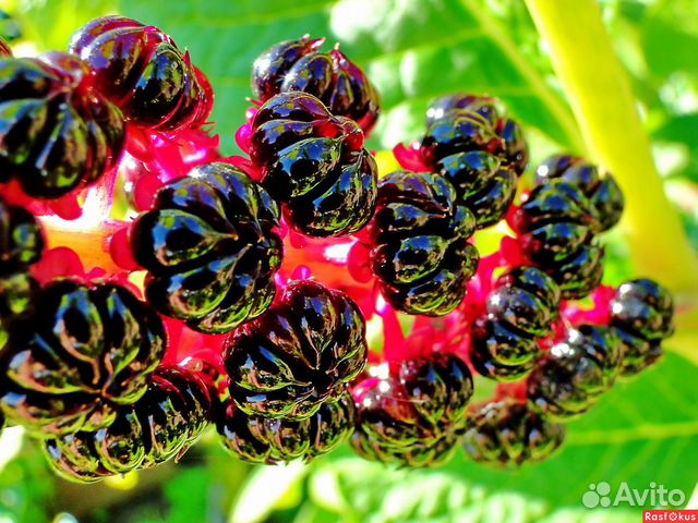 Лаконос Американский.Фитолакка.Семена.Многолетники