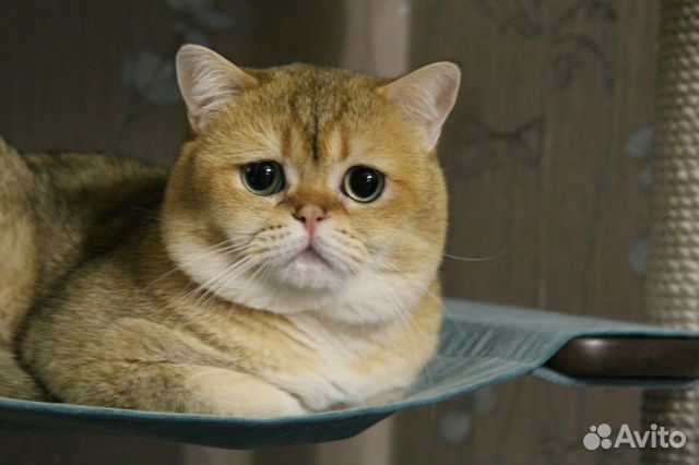 Шотландские фолд и страйт в добрые руки