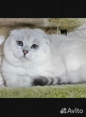 Шотландский вязка