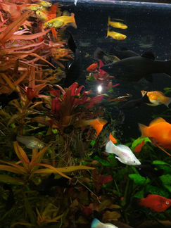 Аквариумные растения, рыбки
