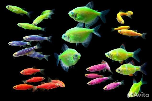Как выглядят светящиеся рыбы Тетра глофиш. Светящиеся. GloFish. Аквариум. Фон купить в Воронеже Животные и зо