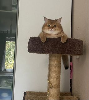 Золотая шиншилла вязка