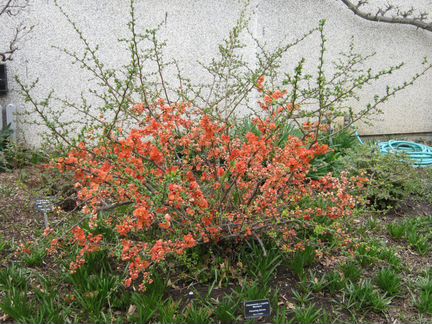 Саженцы айвы японской