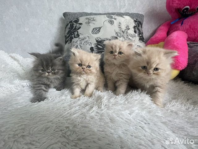 авито благовещенск животные. авито благовещенск животные. бракованные щенки. авито собаки породистые в благовещенск. авито благовещенск животные.