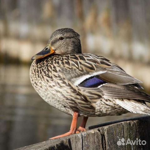 Утки подсадные для охоты