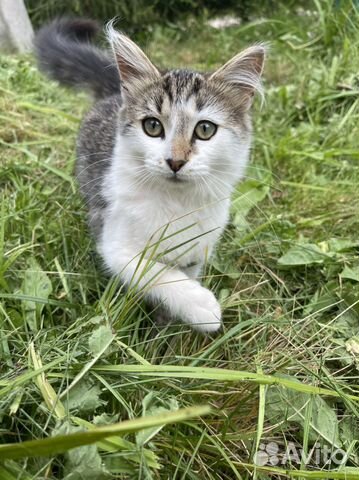 Котенок метис норвежской лесной