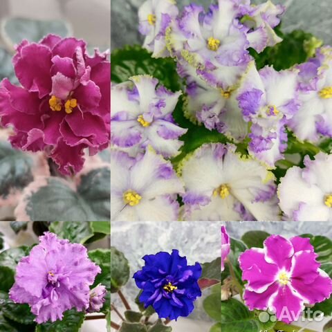 Набор черенков сортовых фиалок 20 шт почта