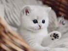 Продам котят серебристой британской шиншиллы объявление продам