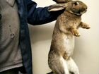 Кроликов крупных пород объявление продам