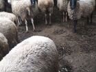 Романовские Овцы и ягнята объявление продам