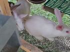 Продам кроликов колифорнийской породы объявление продам