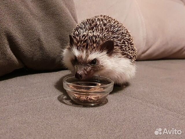 Кормовые насекомые, сверчки домовые