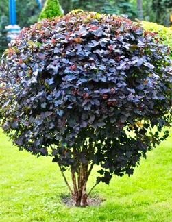 Пузыреплодник Диабло декоративный кустарник