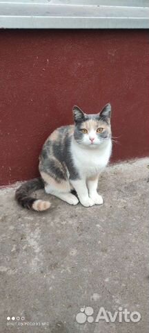 Кошечка ищет семью