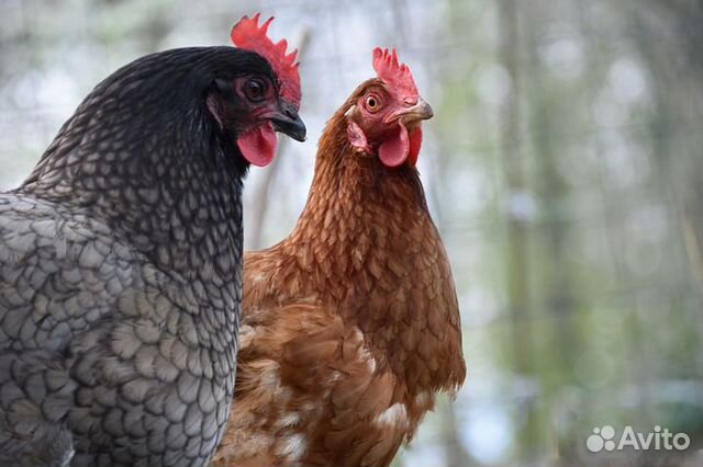 Куры Молодки Чешский доминант