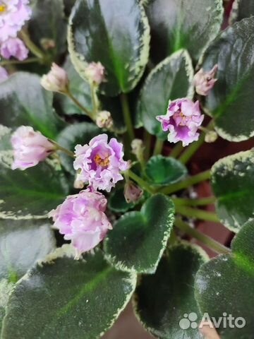 Детки сортовых фиалок, список в объявлении