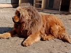Тибетского мастиф щенок объявление продам