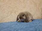 Мини карликовые кролики доставляем по РФ объявление продам