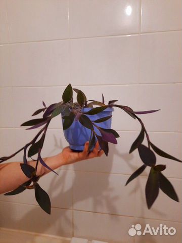 Сеткреазия