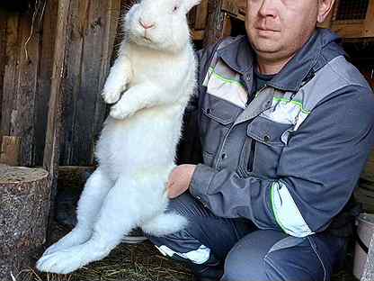 Кролики - Фландры