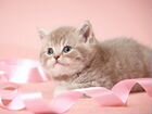 Котёнок розовый