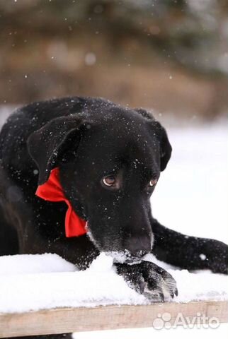 Домашняя передержка питомцев. Дрессировка