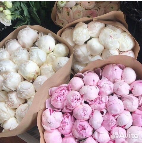 Пионы, букеты и композиции