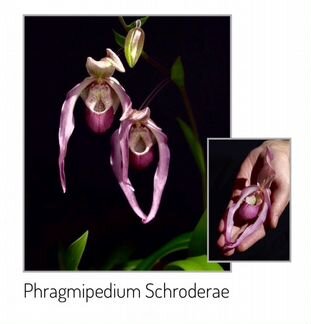 Фрагмипедиум / Phragmipedium Schroderae / орхидеи