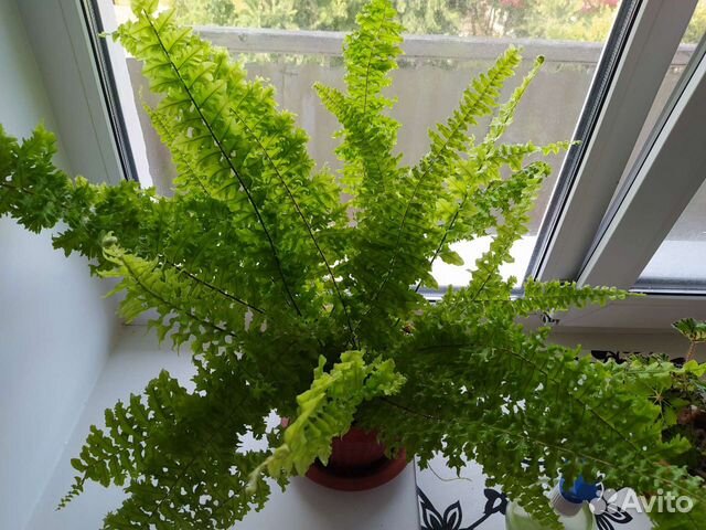 Папоротник