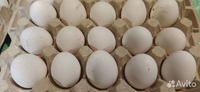 Домашние куриные яйца