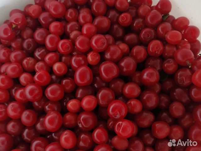 Вишня ягода