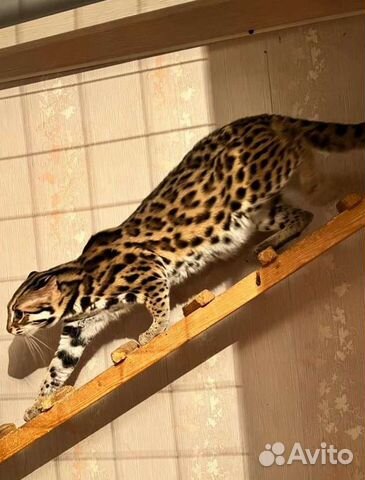 Азиатский леопардовый кот картинки