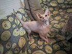Канадский сфинкс котенок девочка объявление продам