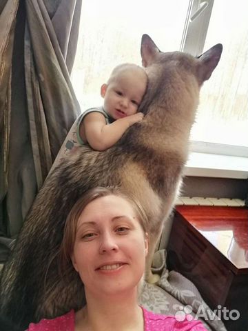 Кинолог. Зоопсихолог. Инструктор по дрессировке