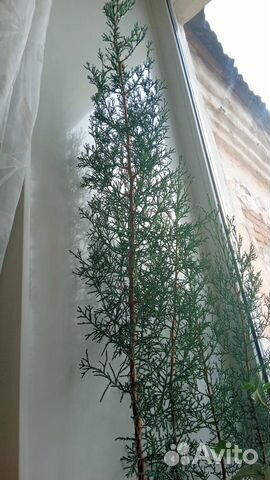 Кипарис в горшках