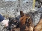 Немецкая овчарка продажа щенков объявление продам