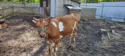 Корова Джерси айшир молочная бык нетель телята - фотография № 4