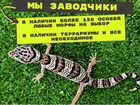 Зублефар Леопардовый геккон объявление продам