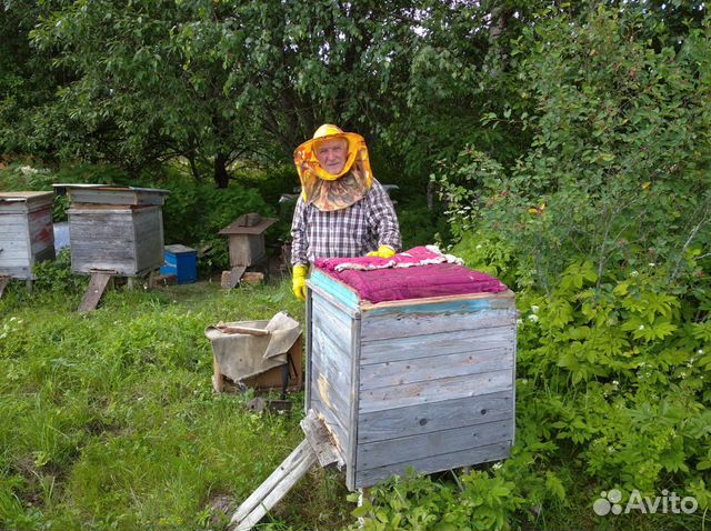 Пчёлы карпатка, пчелосемьи с ульями
