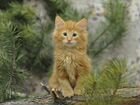 Котята редкой породы норвежская лесная
