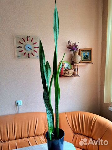 Сансевиерия. Щучий хвост